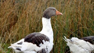 faidiesel profile summary overview