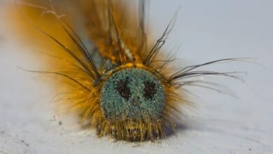 fixing klupzo333 bug errors