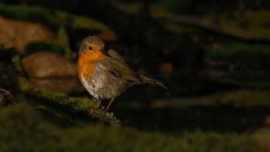 advanced correlation synthesis log