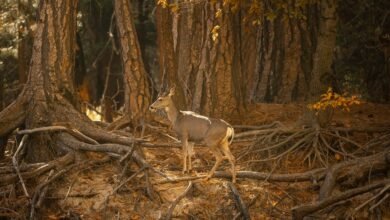 cross dataset association control log