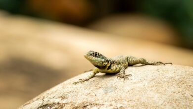 pattern observation note summary